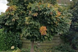 Woonhuis in Zaltbommel