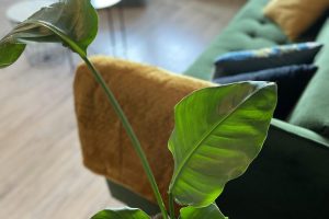 Appartement in Ede