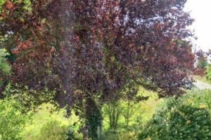 Woonhuis in Hoogeveen